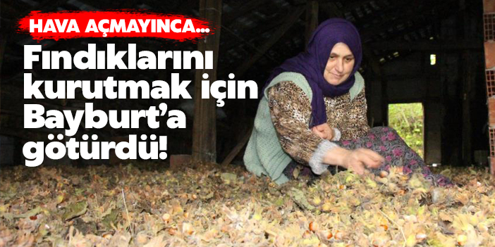 Hava açmayınca fındıkları kurutmak için Bayburt'a götürdü