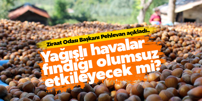 Yağışlı havalar fındığı olumsuz etkileyecek mi?