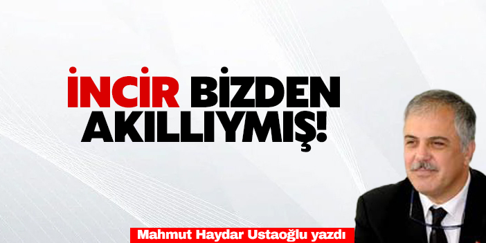 İNCİR BİZDEN AKILLIYMIŞ!