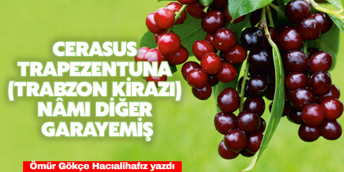 CERASUS TRAPEZENTUNA (TRABZON KİRAZI) NÂMI DİĞER GARAYEMİŞ
