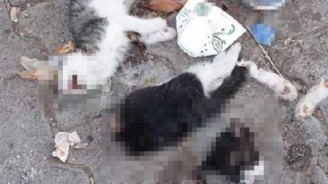 Bunu yapan insan olamaz!